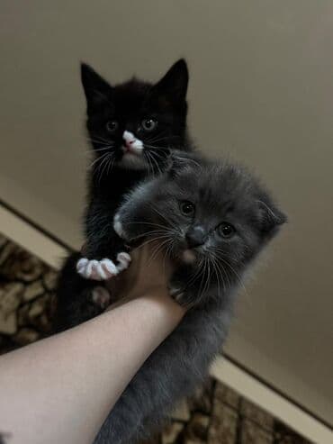 продать кошку: Кошка даром: Скотиш Фолд (Шотландская вислоухая), Девочка, Приучена к лотку — 2