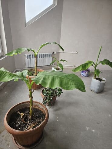 када: Банановые саженцы в кадках - Вид: декоративные/плодовые бананы — 2