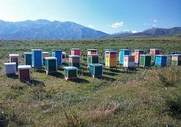 мед цена за 1 литр: Токтогулдун таза балы сатылат
бачогу 24л 33кг чыгат — 4