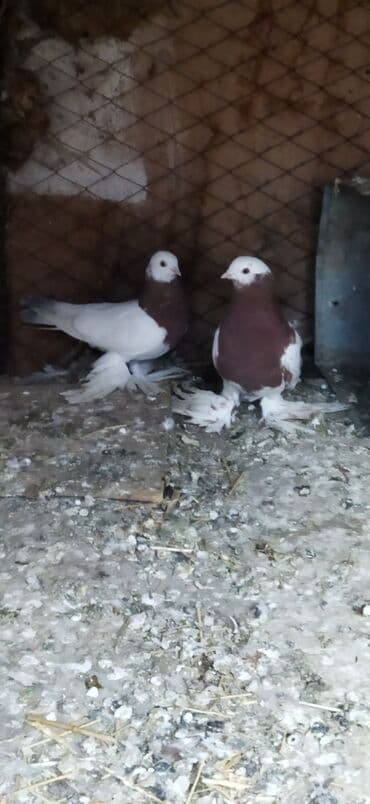 Пара капкан 4000кеми бар — 1