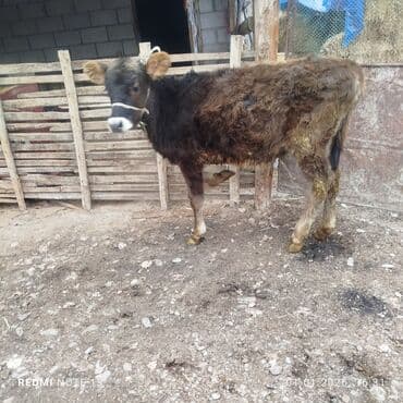 кел кел: Сатам | Бука (эркек) | Аргын | Бордоп семиртүү үчүн | Байланган — 10