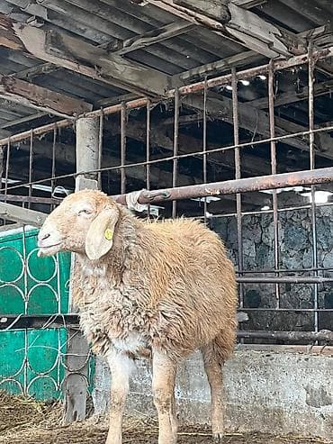Продаю | Овца (самка) | Для разведения | Матка