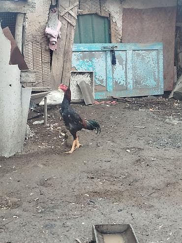 Аквариумдар: Сатам | Короздор | Тебиштирүүчү | Көбөйтүү үчүн — 4