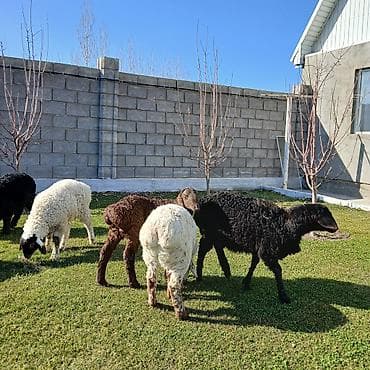 Аквариумы: Продаю | Овца (самка) | Для разведения | Ярка — 5