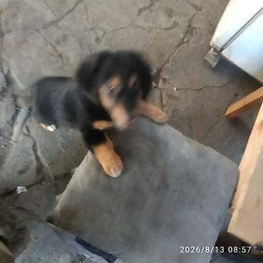 ботинки для мальчика: Такса, 2 месяца, Самец — 2