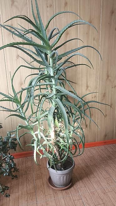 Алоэ (столетник). 1 метр