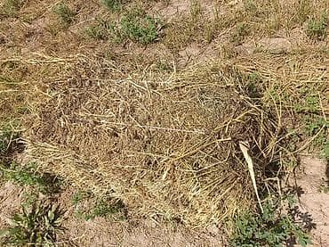 собака бишкек: Продам сено в тюках, разнотравье. С поля, самовывоз — 4