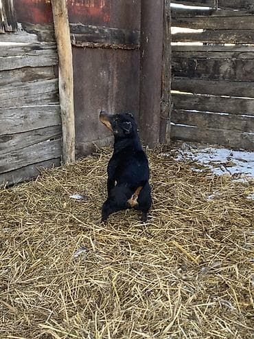 Ит бекер берем: Ягдтерьер, кобель. Окрас черный с рыжими подпалинами. Крепкий — 2