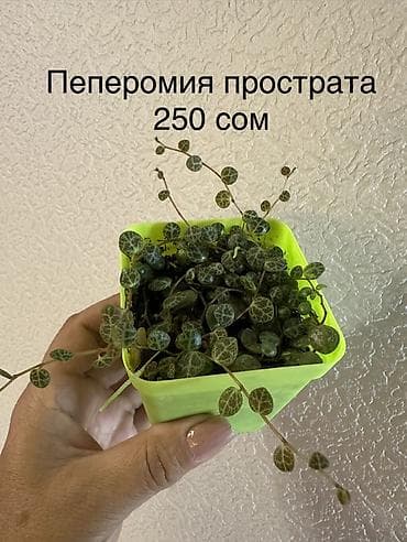каланхоэ: Укоренённые черенки от 150 до 350 сомов — 8