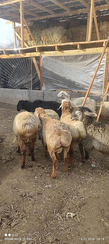 барана: Продаю | Баран (самец) | Полукровка — 1