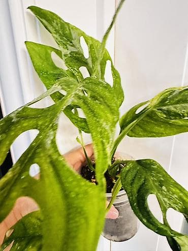 лиана: Монстера адансони (Monstera adansonii), комнатное тропическое растение — 3