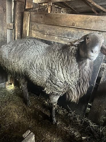 бирка для животных: Продаю | Баран (самец) — 4