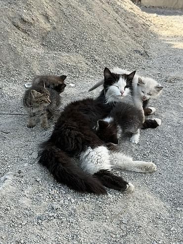 котят: Котята разнополые 
1 месячные — 1