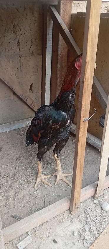 рака: Продаю | Петух | Бойцовая | Для разведения — 1