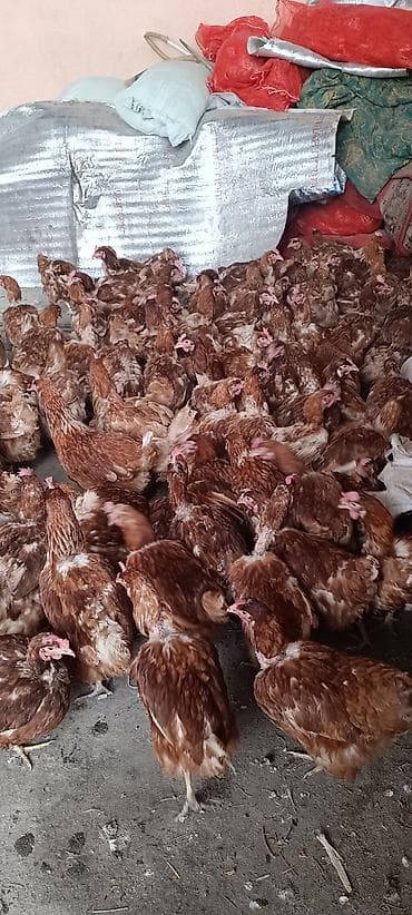 купить рыбок бишкек: Продаю | Куры | Хай-Лайн Браун | Несушки — 7