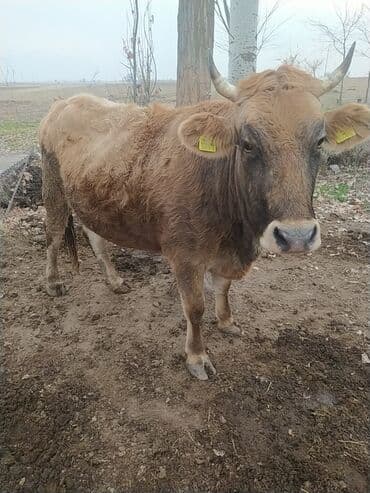 животные в добрые руки: Продаю | Корова (самка) | Для разведения | Привязанные — 1