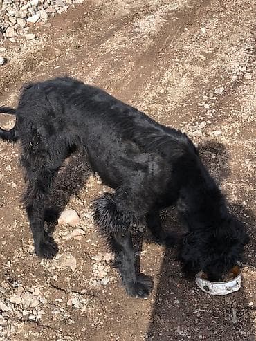 отдам даром попугая жако: Собака даром: 9 месяцев, Самка — 6