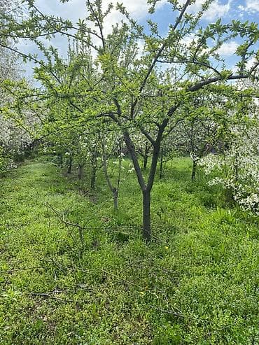 дача пригородный: Продаётся одноэтажный кирпичный дом с приусадебным участком и садом — 6