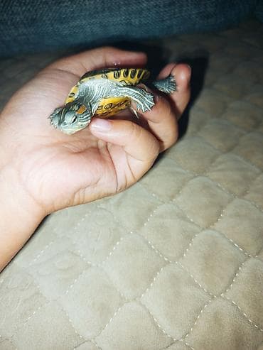 рыбы купить в аквариум: Черепаха красноухая (Trachemys scripta elegans), молодая — 1
