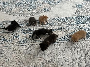 Мышыктар сатылат: Котята домашние, помёт разной окраски: - рыжие (кремово‑рыжие) - — 2