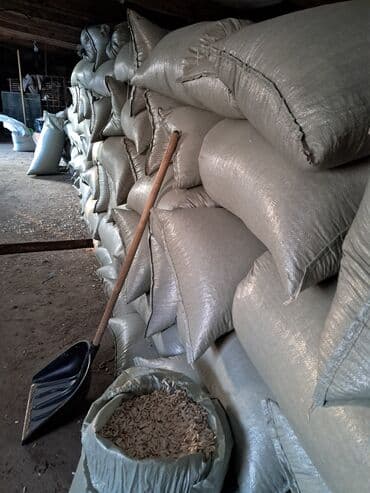 кресло для школьника бишкек: Семечки подсолнуха,белые — 4