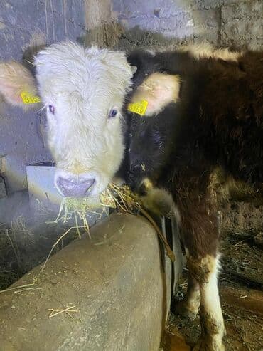 Уйлар, букалар: Сатам | Бука (эркек) | Бордоп семиртүү үчүн | Байланган — 5