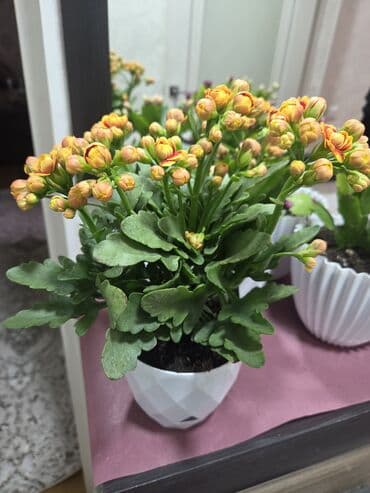 кочот алма: Алоказия (Alocasia) в декоративном горшке - Эффектные стреловидные — 3