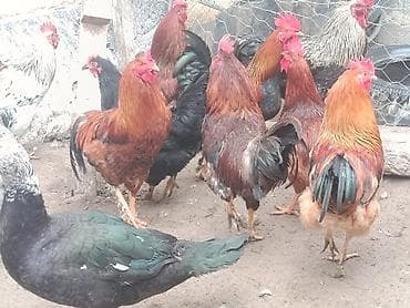 кукуруза с пачаткой: Продаю | Петух | Для разведения — 1