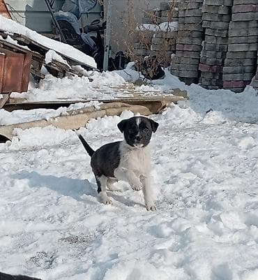 чихуа чихуа: Звоночки . 2.5 месяца. вырастут небольшого роста . бесплатно — 4