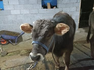 коты бишкек: Продаются бычки 90тысяч,100тысяч порода Швиц — 5