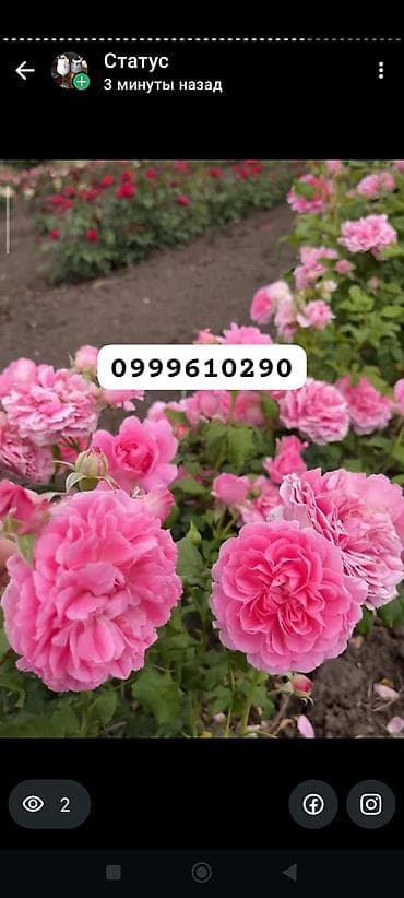 семена расторопши: Саженцы цветка: Розы — 9