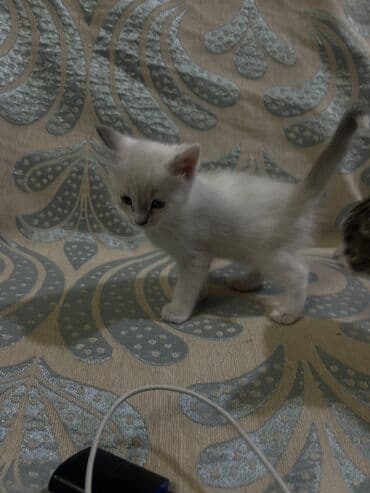 домик собаки: 1 месяц, Девочка, Белый, Приучена к лотку — 2