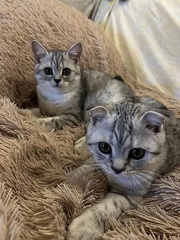 белые вислоухие котята: Скотиш Фолд (Шотландская вислоухая), 3 месяца, Мальчик, Серебристая шиншилла, Приучена к лотку, Проглистована, С документами — 2