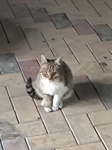 коты токмок: 6 месяцев, Мальчик, Метис — 7