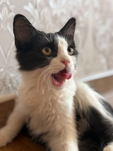 продажа домашних животных: Породасыз, 5 айлык, Эркек, Кызгыл сары, Лотокко барууга үйрөтүлгөн — 6