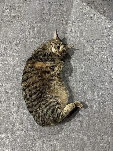 я ищу кота: 1 год, Девочка, Метис, Приучена к лотку, Проглистована — 3