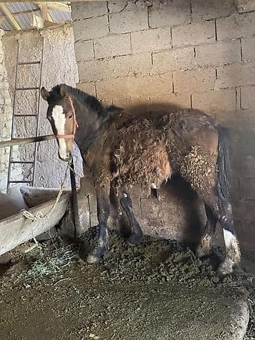 союшка кой: Продаю | Жеребенок | Дончак | Для разведения — 3