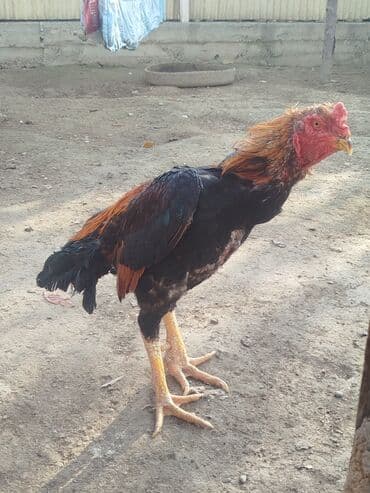 куплю корм для животных: Дакан тулок короз сатылат активный алмашу жолдору бар адрес Бишкек — 5