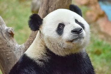 ящик ош: Панда «Really panda 444» - Очаровательная большая панда с характерным — 1