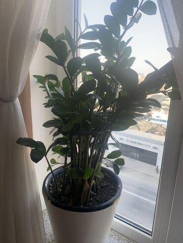 семена маями: Дерево монстера 160 см,цена 3000 сом — 1