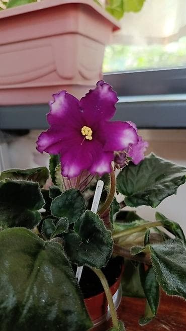 Сортовые фиалки С цветочками по 300с Без цветочков 250с Детки по 150с