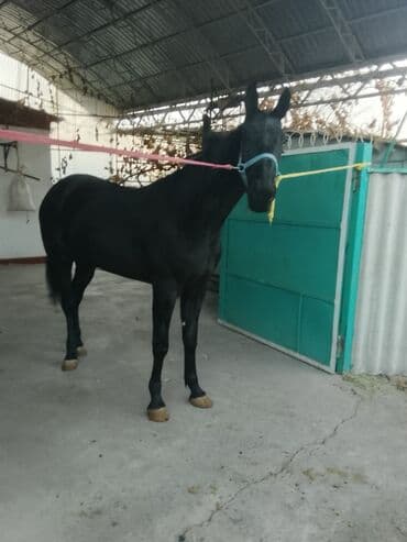 седло для осла: Продаю | Конь (самец) | Конный спорт — 5