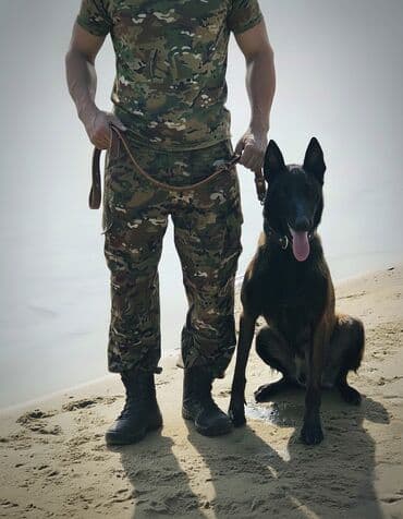 пудель собака: Ит кууту: Бельгия овчаркасы, Эркек, 3 жаш, Эмделген, Ит тегин тастыктоочу документ — 1