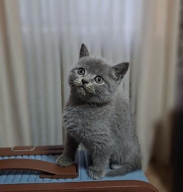 кошко: Скотиш Страйт (Шотландская прямоухая), 2 месяца, Мальчик, Голубой, Приучена к лотку, Проглистована — 9