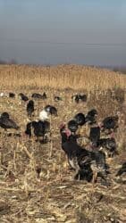 сколько стоит 1 кг домашних пельменей: Продам домашних индюков на свободном выгуле — Бишкек Продаю домашних — 2