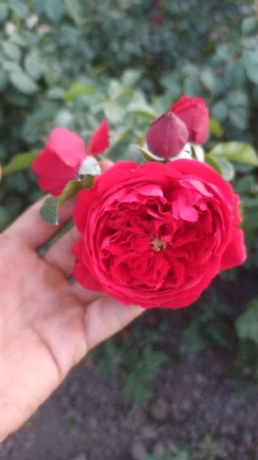 Саженцы цветка: Розы