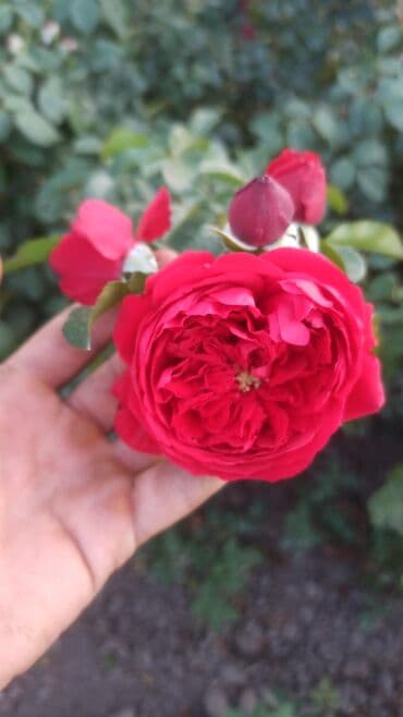 где купить саженцы гортензии в бишкеке: Көчөттөр гүлдүн: Розалар — 1