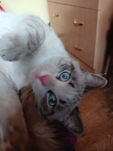 ошейник для кота: Пристраиваю молодого котика, мальчик, возраст примерно месяцев 5-5,5 — 2