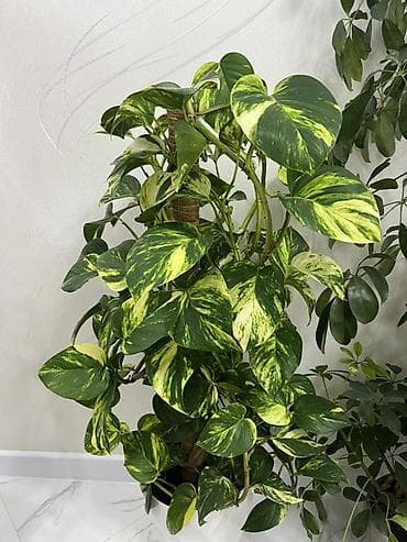 комнатные пионы купить: Комнатные растения в горшках: 1) Эпипремнум (потос) «Golden/Marble — 3