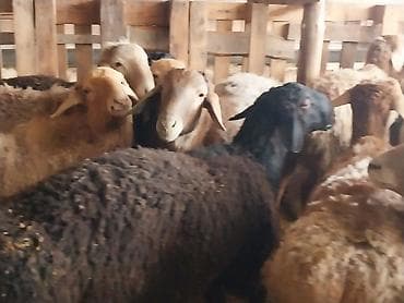 тай цена: Продаю | Овца (самка) | Для разведения | Матка — 7